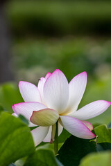 蓮の花　夏のイメージ