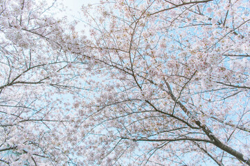 白　桜　満開　素材