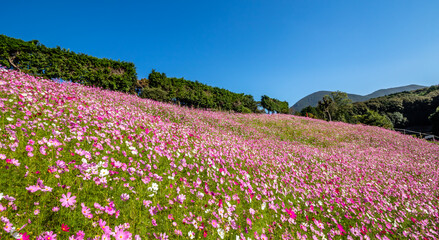 コスモス畑　秋のイメージ