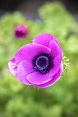 Fototapeta premium アネモネの花 春のイメージ