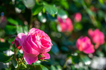 バラの花　屋外撮影
