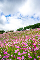 コスモス畑　秋のイメージ