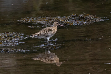 Fototapeta premium Curlew