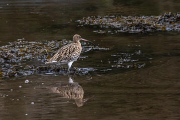 Curlew
