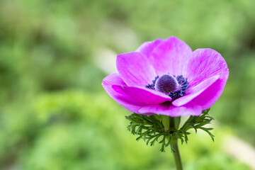 アネモネの花　春のイメージ