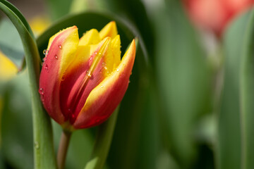 チューリップの花　春のイメージ