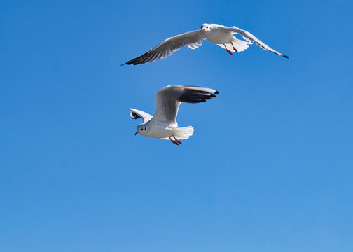 Two Gulls are flying in the blue and cloudless sky. They fly side by side.