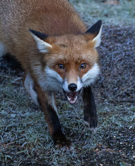 Red Fox (vixen)