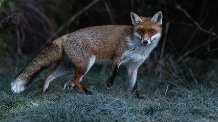Red Fox (vixen)