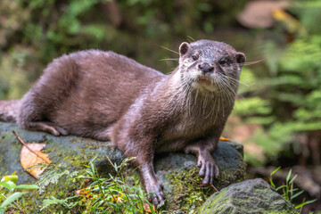 コツメカワウソのポートレート