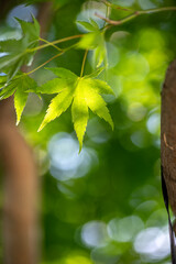 緑のもみじ　初夏のイメージ