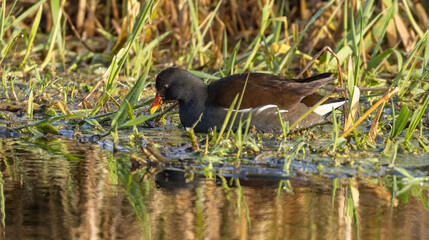 Moorhen