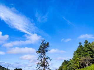Obraz premium tree in the forest and cloudy sky