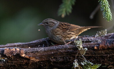 Dunnock