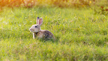 Adorable and cute new born rabbit. baby cute rabbit or new born adorable bunny. Easter Bunny.