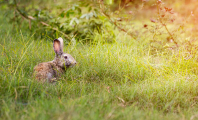 Adorable and cute new born rabbit. baby cute rabbit or new born adorable bunny. Easter Bunny.
