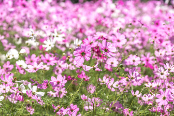 コスモス畑　秋のイメージ