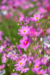 コスモス畑　秋のイメージ