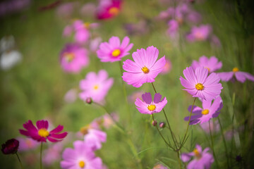 コスモス畑　秋のイメージ