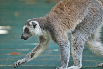 lemur © Benny