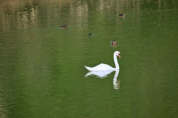 swan on the lake