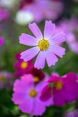 コスモス畑　秋のイメージ