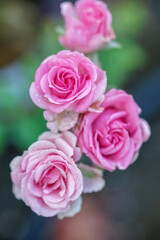 バラの花　初夏のイメージ