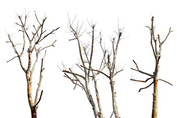 Collection trees without leaves isolated on transparent background PNG file
