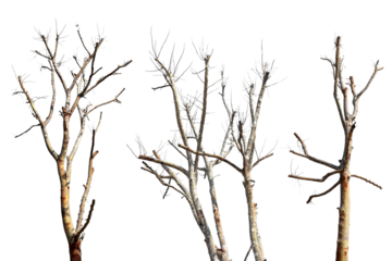Collection trees without leaves isolated on transparent background PNG file