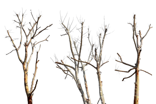 Collection trees without leaves isolated on transparent background PNG file
