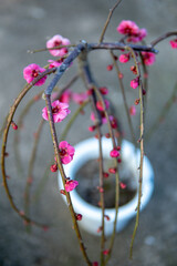 紅梅　初春のイメージ