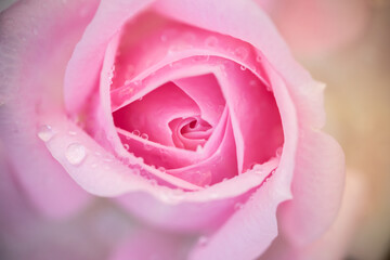 バラの花　初夏のイメージ