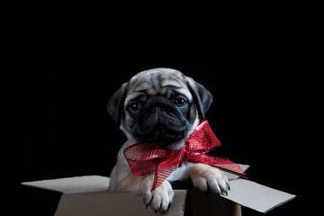 A dog as a gift. A pug puppy in a box. A bow on the dog's neck. Black background. Space for copying.