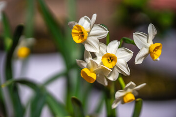 Fototapeta premium 水仙の花 初春イメージ