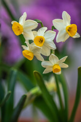 水仙の花　初春イメージ