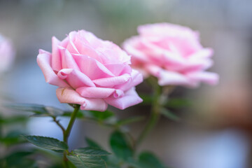 バラの花　初夏のイメージ