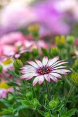 Obraz premium デイジーの花 春のイメージ