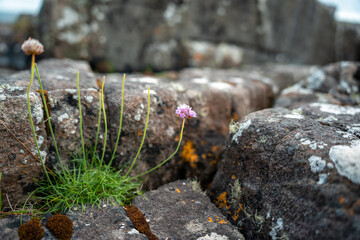 Wild flowers growing between and on top of some rocks.