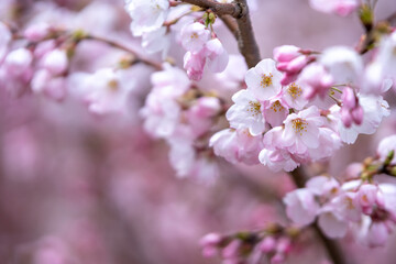 Obraz na płótnie Canvas 桜の花のマクロ写真　春の鮮やかなイメージ