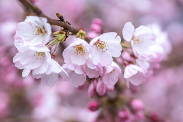 桜の花のマクロ写真　春の鮮やかなイメージ