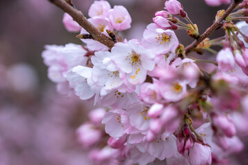 Naklejka na ściany i meble 桜の花のマクロ写真　春の鮮やかなイメージ