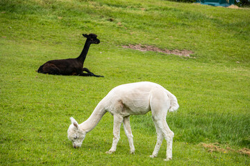 Two alpacas on a farm.