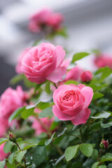 バラの花　屋外撮影