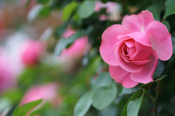 バラの花　屋外撮影