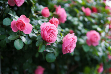 バラの花　屋外撮影