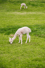 Naklejka premium Two white alpacas grazing.