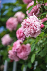 バラの花　屋外撮影