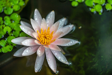 睡蓮の花　初夏のイメージ　和風ビオトープ