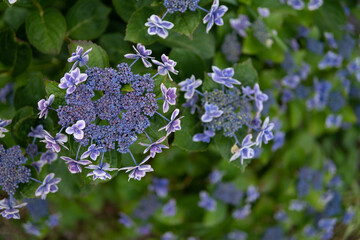 紫陽花の花　梅雨の時期のイメージ