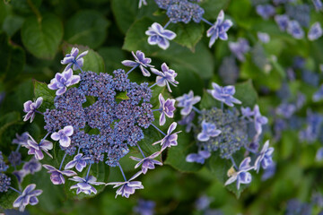 紫陽花の花　梅雨の時期のイメージ